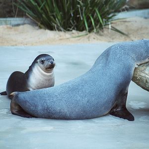 Sea Lion with pup - Jun 2002