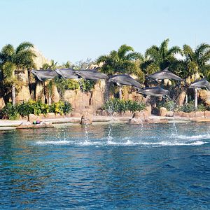 Dolphins do a fly-past - Sep 2002