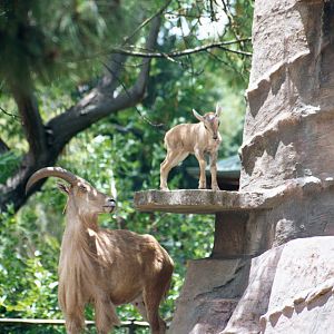 Barbary Sheep with young - Jan 2003