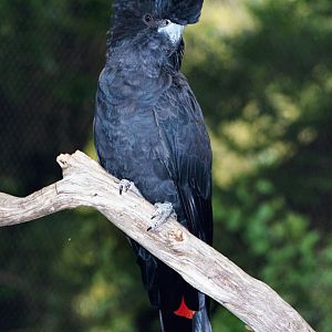 Red Tailed Black Cockatoo - Jan 2003