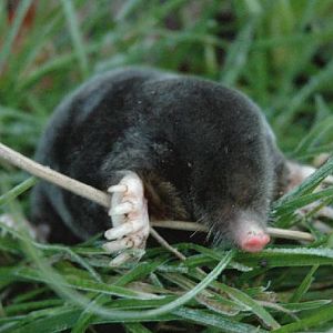 European Mole