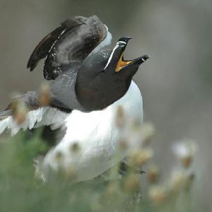 Razorbill