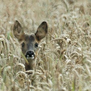 Roe Deer
