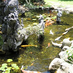 Japanese Goldfish - Jul 2003