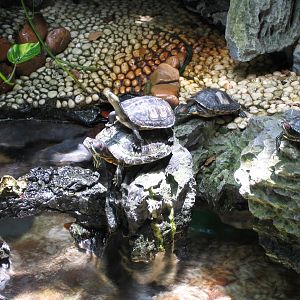 Terrapin stack - Jul 2003