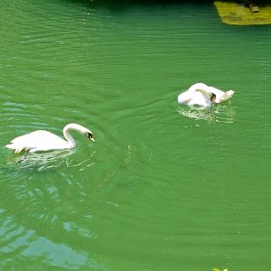 White swans - Jul 2003
