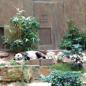Giant Panda - Jul 2003