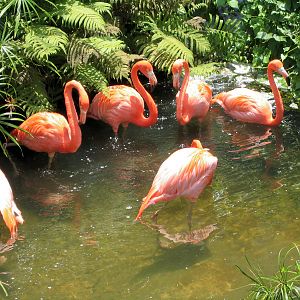 Flamingos - Jul 2003