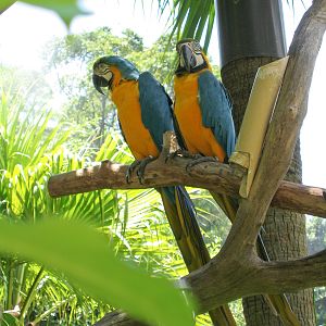 Macaws - Jul 2003