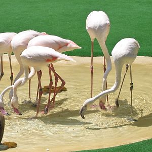 Flamingos - Jul 2003