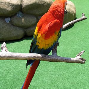 Macaw - Jul 2003