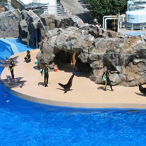 Dolphin and Seal show - Jul 2003