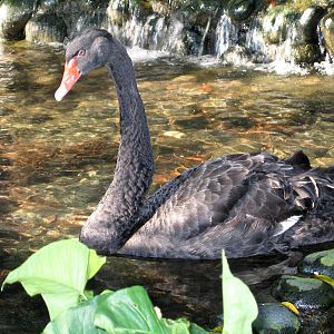 Black swan - Jul 2003