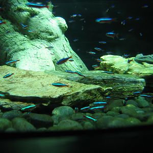 Cardinal Tetra - Oct 2003