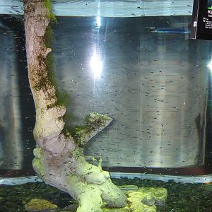 Cardinal Tetra - Oct 2003