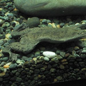 Surinam Toad - Oct 2003