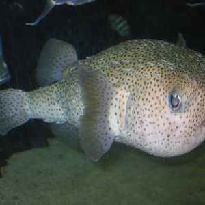 Spotted Porcupinefish - Oct 2003