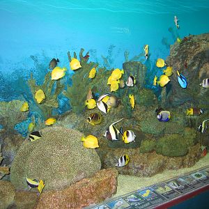 The Nemo section - Oct 2003