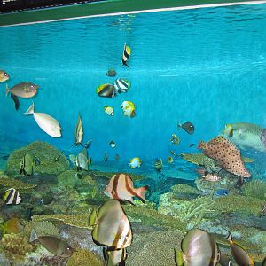 The Nemo section - Oct 2003