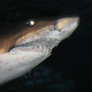 Shark - Oct 2003