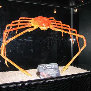 Giant Spider Crab - Oct 2003
