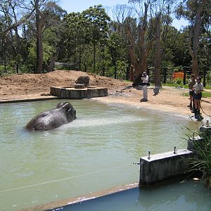 Asian Elephant - Nov 2003
