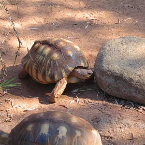 Radiated Tortoise - Dec 2003