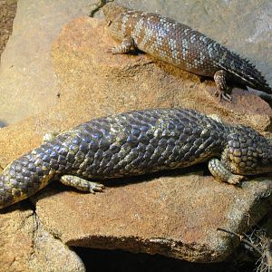Shingleback - Dec 2003