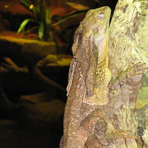 Frilled Dragon - Dec 2003