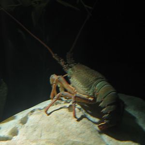 Crayfish? - Apr 2004