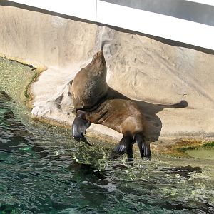 Fur Seal? - Apr 2004