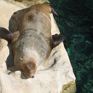 Fur Seal? - Apr 2004