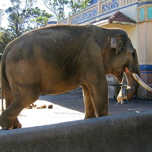 Old elephant enclosure - May 2004
