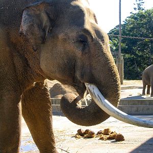 Old elephant enclosure - May 2004