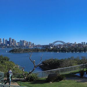 Free Flight Bird Show Panorama - May 2004