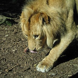 Lion lunch - Aug 2005