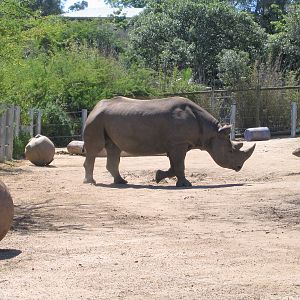 Black Rhino - Feb 2006