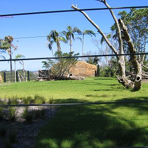 Waiting for elephants - Feb 2006