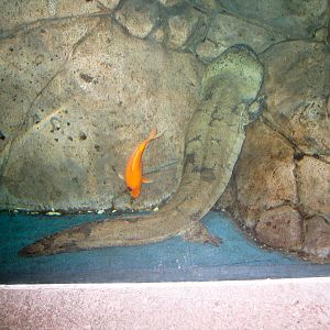 Chinese giant salamander? - Apr 2006