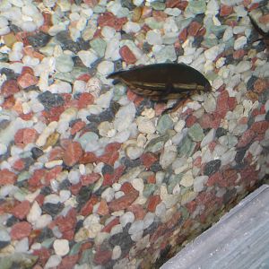 Water Beetle - Apr 2006