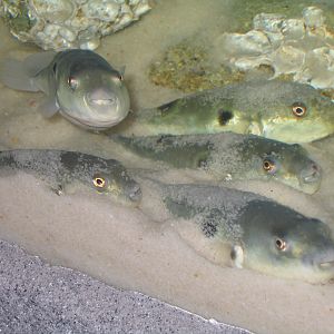 Obscure Puffer - Apr 2006