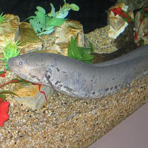 Lungfish - Apr 2006