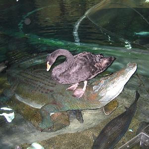 Black Swan - Apr 2006