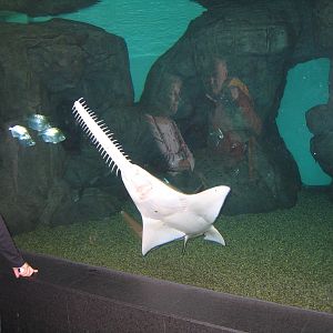 Freshwater Sawfish - Apr 2006