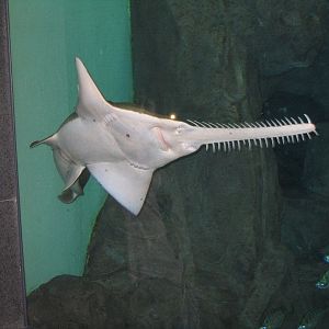 Freshwater Sawfish - Apr 2006