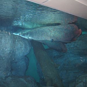 Arapaima - Apr 2006
