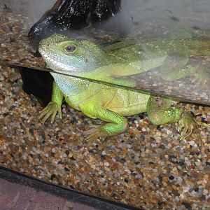 Chinese Water Dragon - Apr 2006