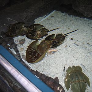 Horseshoe Crabs - Apr 2006