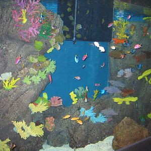 The Nemo section - Apr 2006