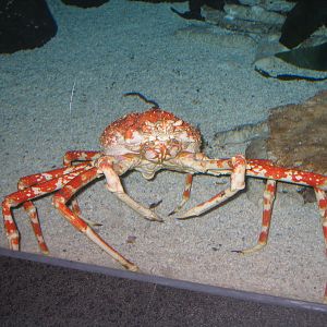 Japanese Giant Spider Crab - Apr 2006